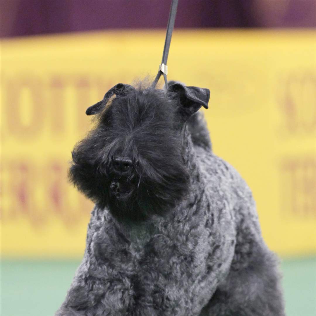 A-Kerry-blue-terrier-named-Chelsey-is-declared-winner-of-the-terrier-group