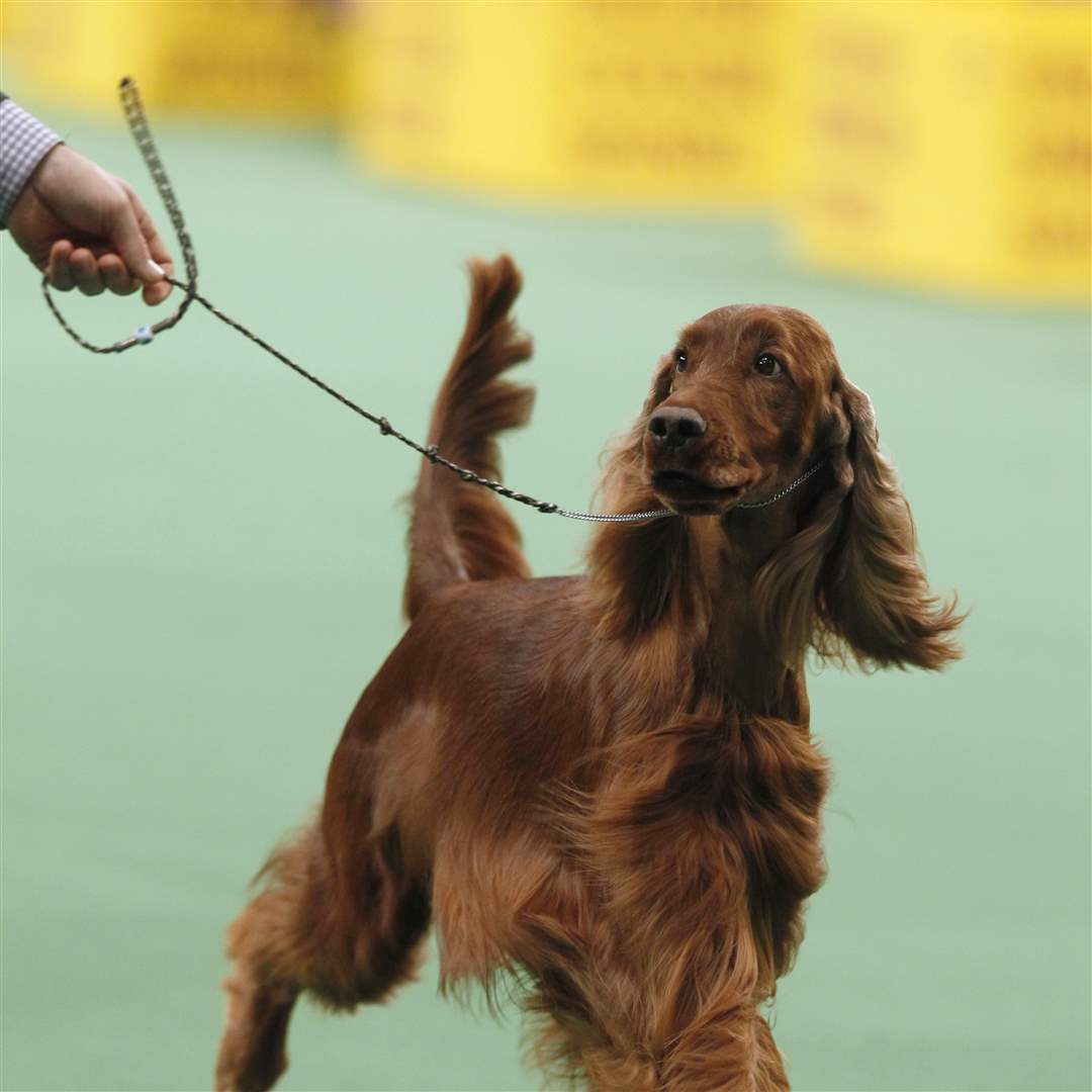Shadagee-Caught-Red-Handed-an-Irish-setter