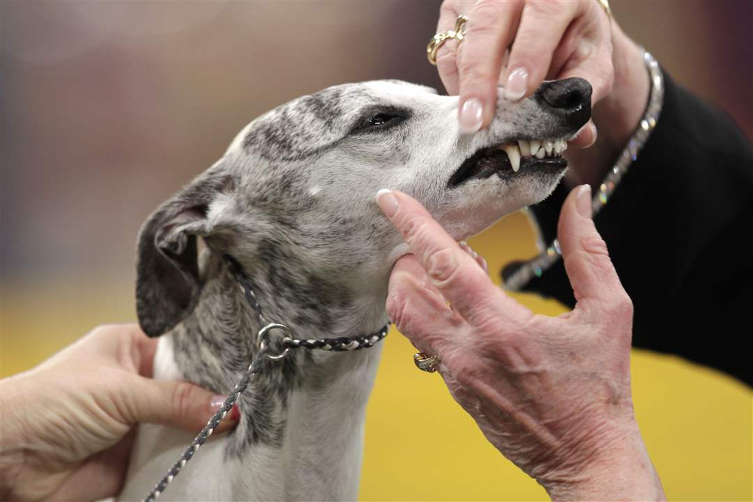 A-whippet-is-examined-during-the-judging