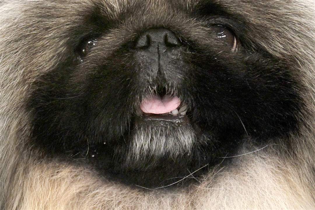 Malachy-a-Pekingese-poses-for-pictures-after-being-named-best-in-show