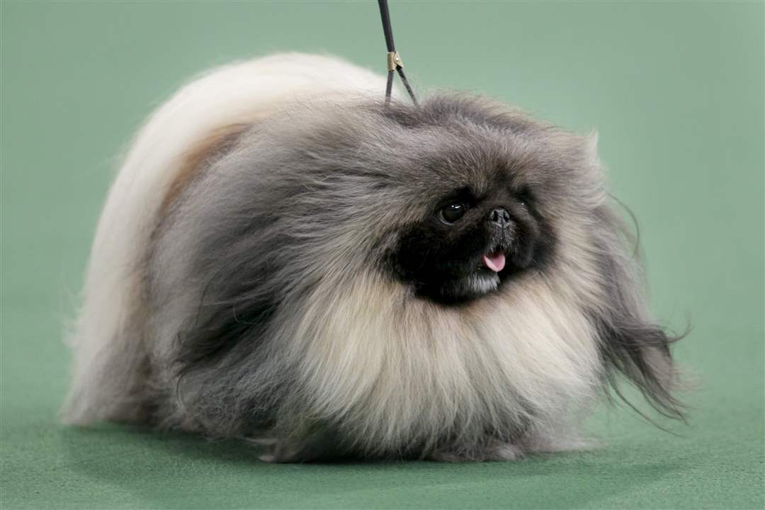 Malachy-a-Pekingese-won-best-in-show-at-the-136th-show