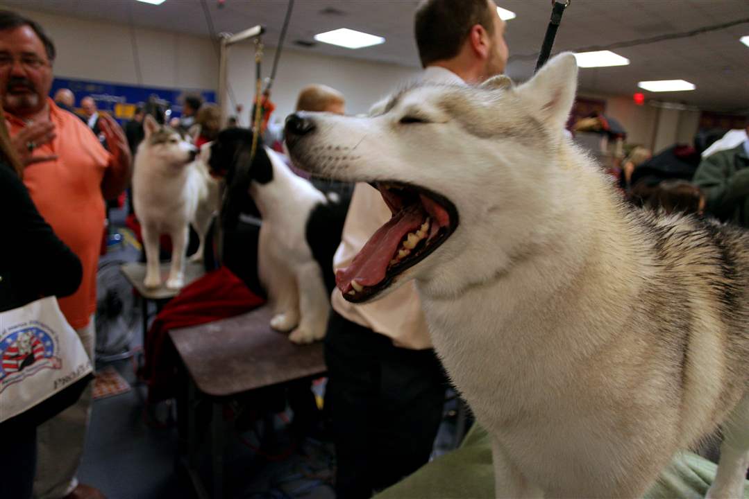 Winnie-a-Siberian-husky-is-groomed-before-competition