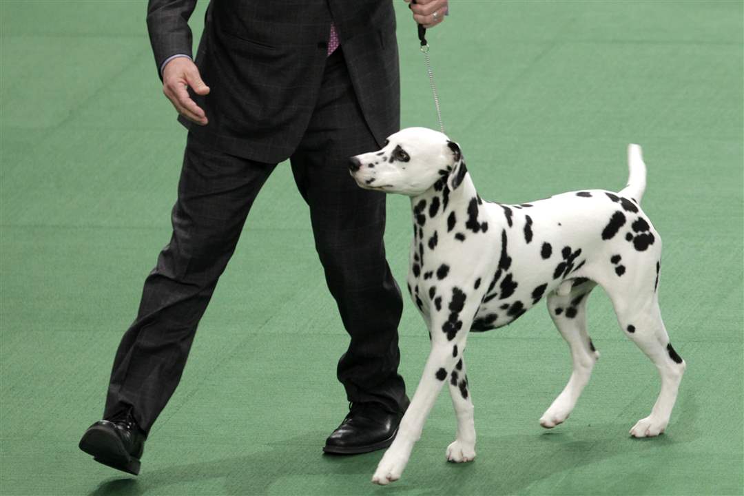 A-Dalmatian-named-Ian-with-his-handler-Michael-Scott-competes-in-the-non-sporting-group