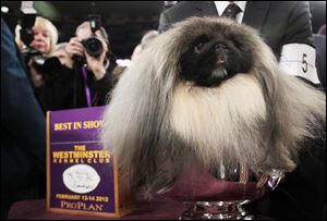 Malachy, a Pekingese, sits in the trophy after being named best in show at the 136th annual Westminster Kennel Club dog show in New York, Tuesday.