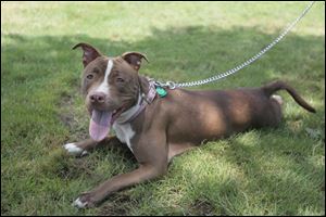Bella, a pit bull, lays in the shade at Navarre Park in Toledo last summer.