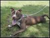  A ‘pit bull’ takes a break during a dog-training class in Navarre Park last summer.