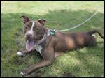  A ‘pit bull’ takes a break during a dog-training class in Navarre Park last summer.