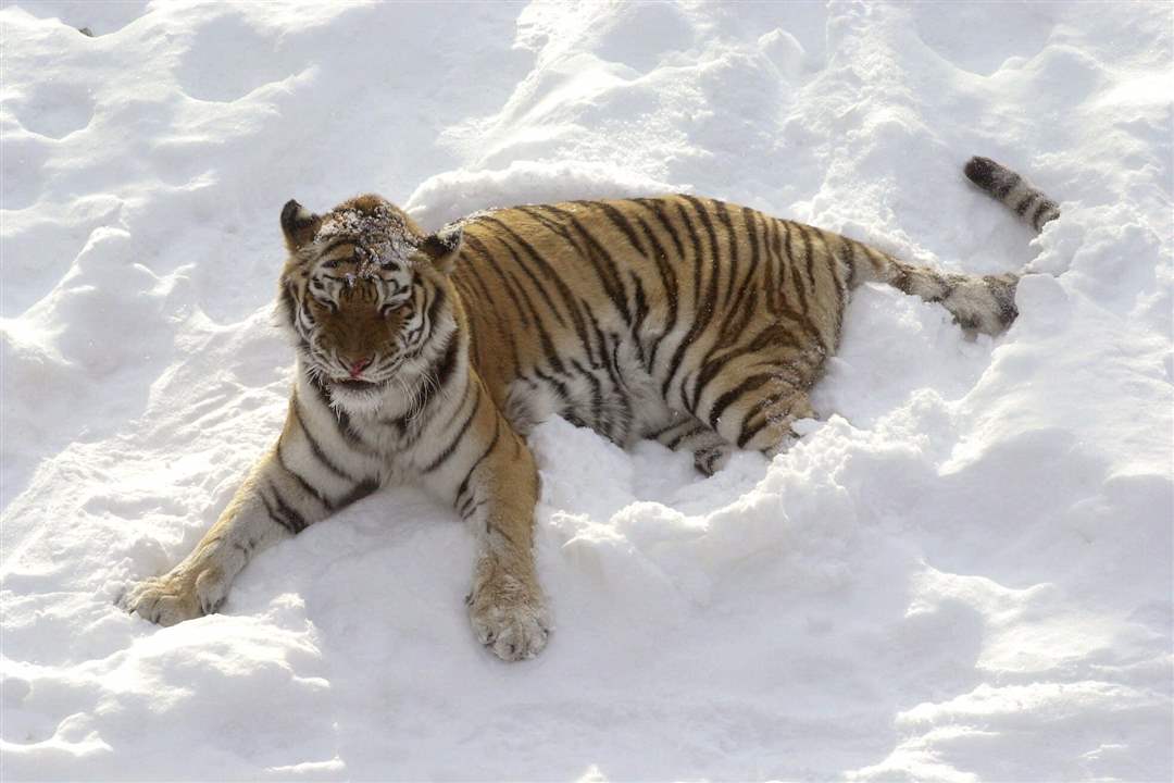Amur-tiger-Como-Park-Zoo