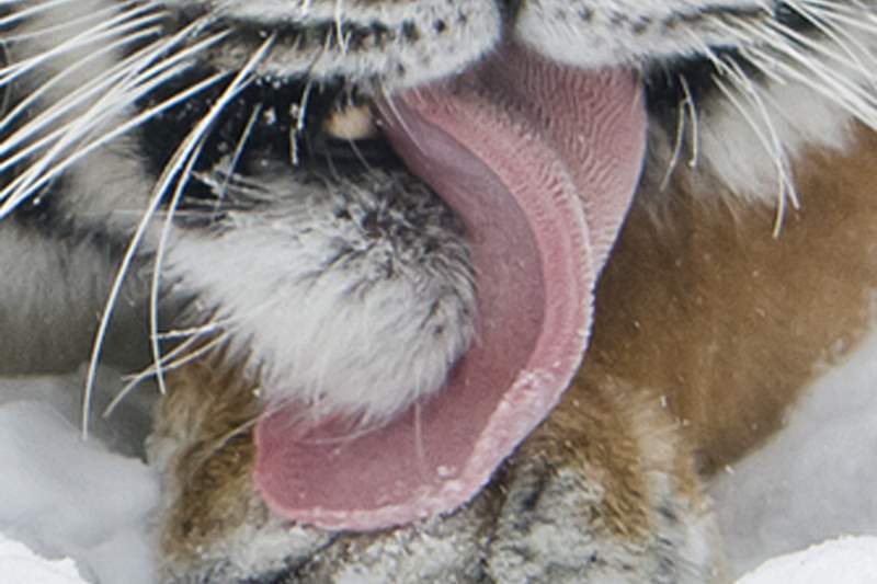 Amur-tiger-tongue