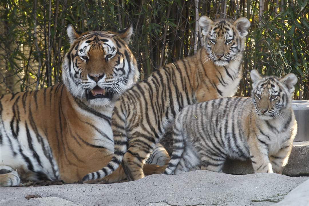 Toledo-Zoo-Amur-tiger-cubs-mother-1