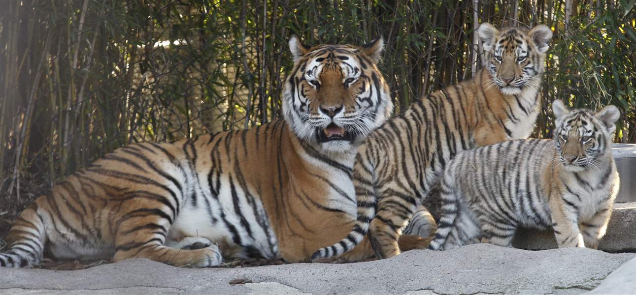 Toledo-Zoo-Amur-tiger-cubs-mother
