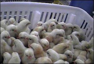 In this file image provided by Mercy for Animals, a frame grab from a 2009 video made by an undercover member of the group shows chicks corralled at Hy-Line North America's hatchery in Spencer, Iowa.