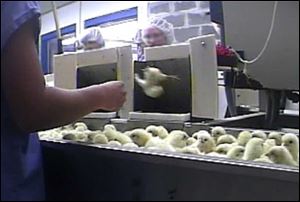 In this file image provided by Mercy for Animals, a frame grab from a 2009 video made by an undercover member of the group shows male chicks being tossed into a grinder at a hatchery in Spencer, Iowa.