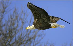 A bald eagle in Bellevue, Iowa, takes its catch and tucks it away for the flight to a nearby tree.