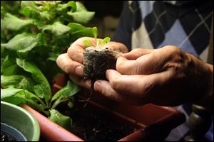 Planting a seedling. Lloyd Adelphia tends to his salad garden that is in the basement of his home in Toledo,OH