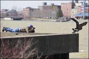 Dwayne McKinney, who recently moved to Toledo from North Carolina, lays on the ground and inches toward birds with his camera to catch an action shot along the banks of the Maumee River in International Park.