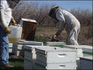 Large hives of domesticated bees often respond to food shortages by slowing egg production, which means there will be fewer bees to build honey stores for the next winter.