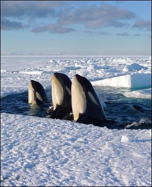 Orca whales visit the ice shelf in 'Frozen Planet.'