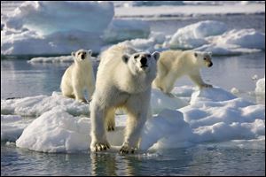 A mother polar bear and two cubs are shown in a scene from Discovery Channel's documentary series 'Frozen Planet.'