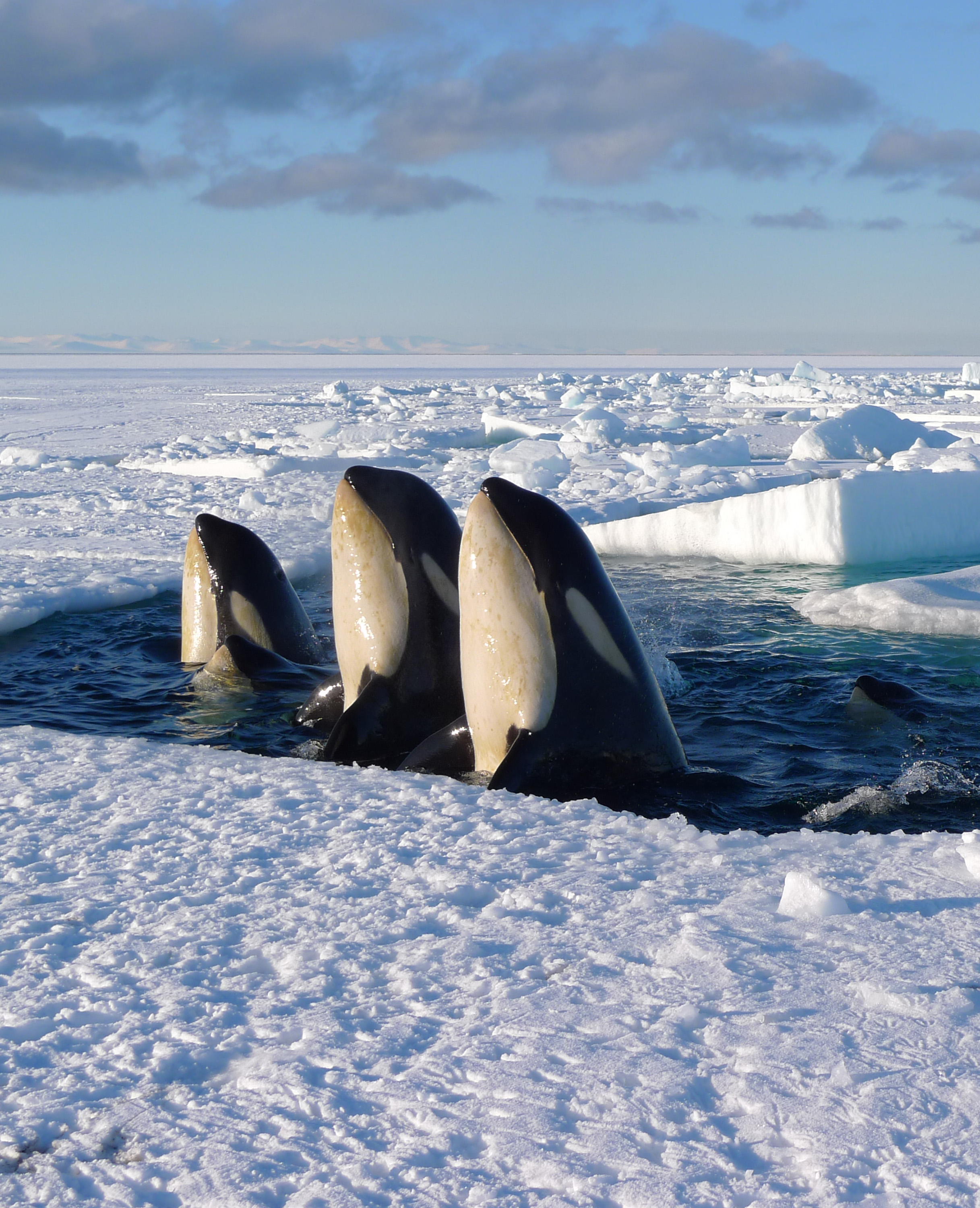Discovery's 'Frozen Planet' series puts you on top of the world, down