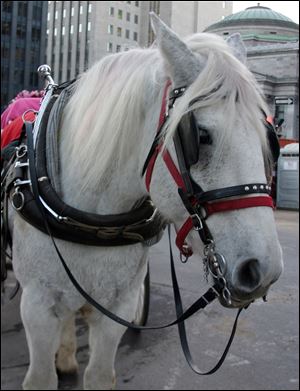 A horse pulling a carriage waits patiently outside in the cold in front of the Notre Dame cathedral in Montreal's Vieux Port old town section.