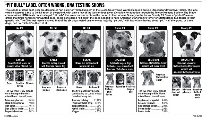 Pit-Bull-label-often-wrong-DNA-testing-s