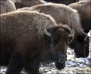 Sixty-four bison will be relocated to the Fort Peck reservation in Montana.