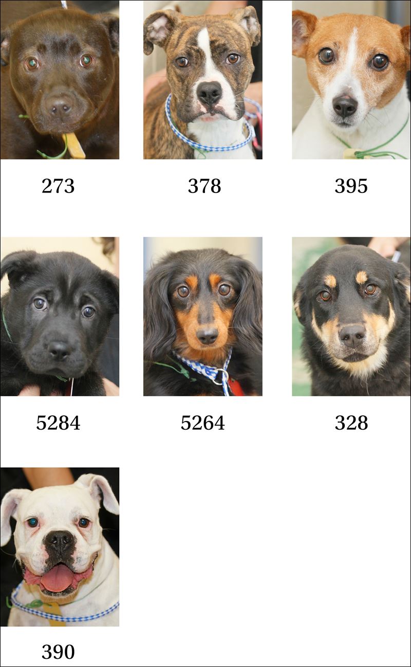 dog sex の掲示板投稿写真＆画像