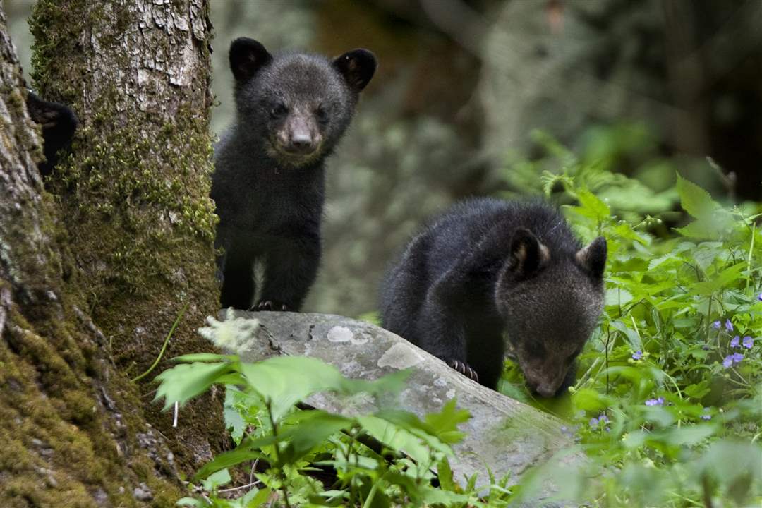 Smoky-Mountains-bear-cubs