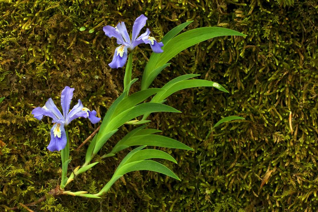 Smoky-Mountains-dwarf-crested-iris
