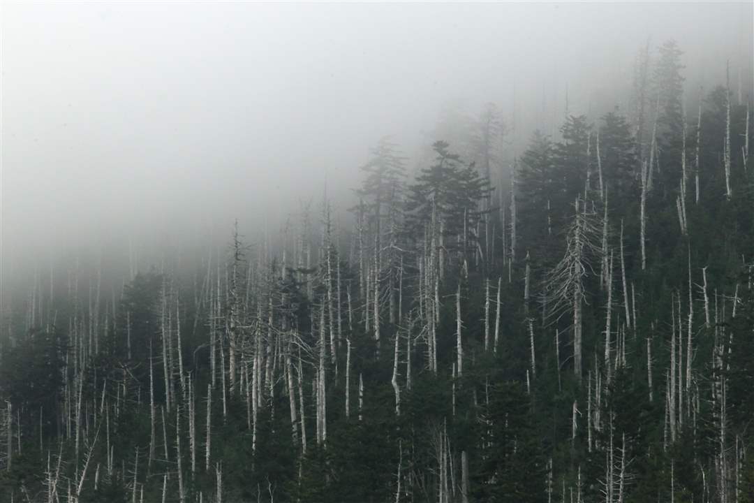 Smoky-Mountains-mist-trees