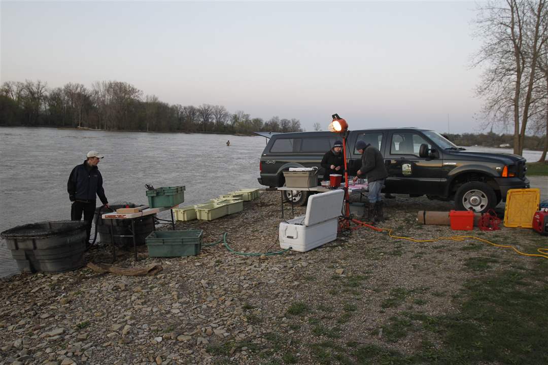 walleye-tagging-staging-area