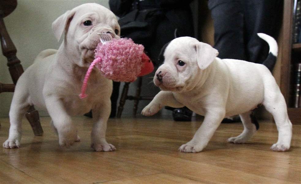 Two-of-Suitcase-6-puppies-play