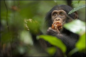 Oscar the chimpanzee eats a honeycomb in Disney's 'Chimpanzee.'