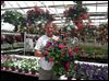  Mike Abernathy, general manager for Whiteford Greenhouse in Sylvania Township, holds a hanging basket of flowers inside Whiteford Greenhouse. Hanging baskets are a good April option for gardeners.