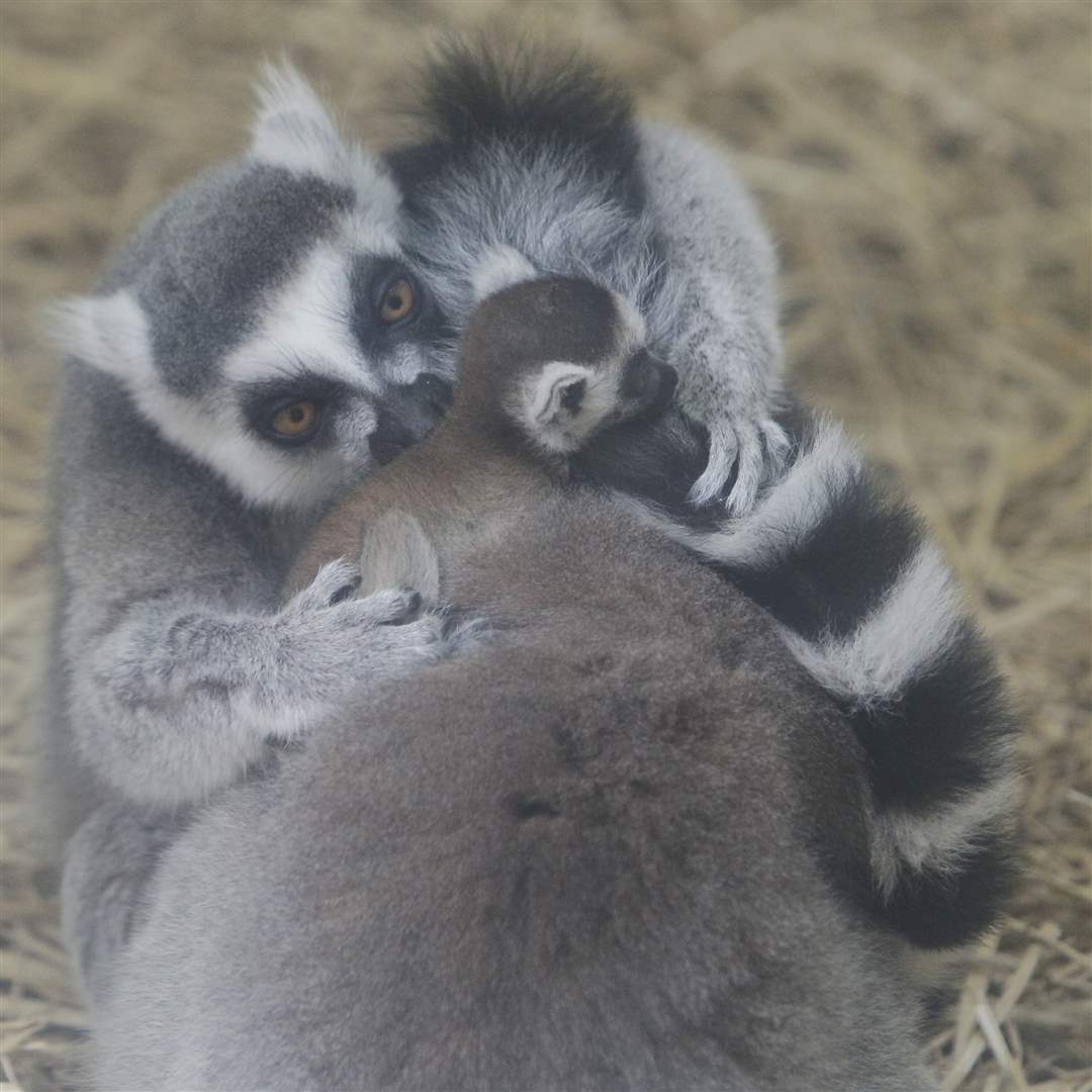 oliver-grooms-lemurs