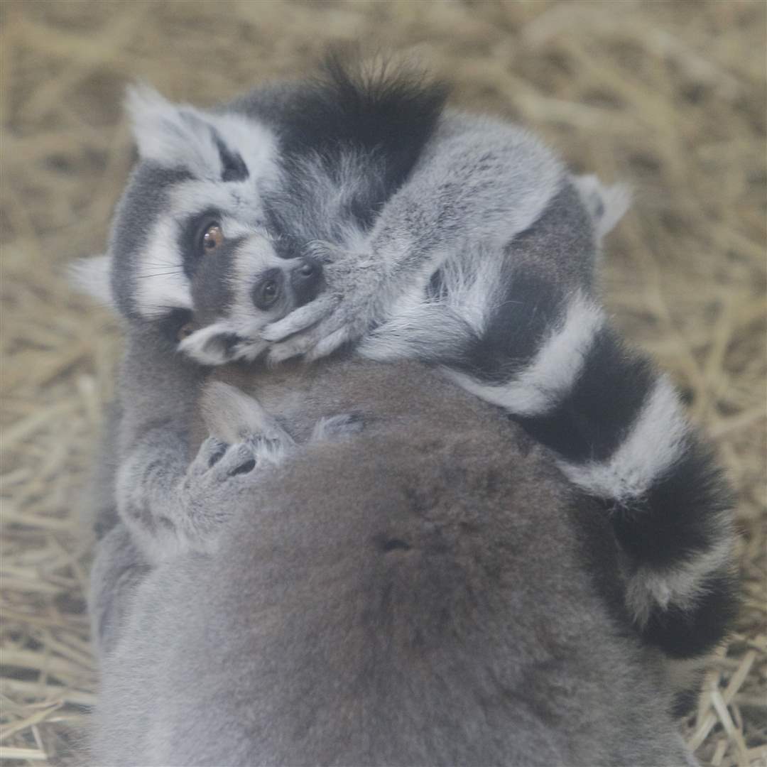 oliver-preens-baby-lemur