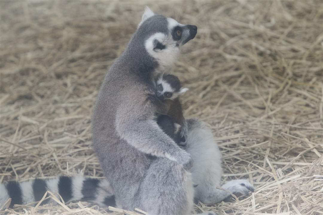 baby-lemur-on-display