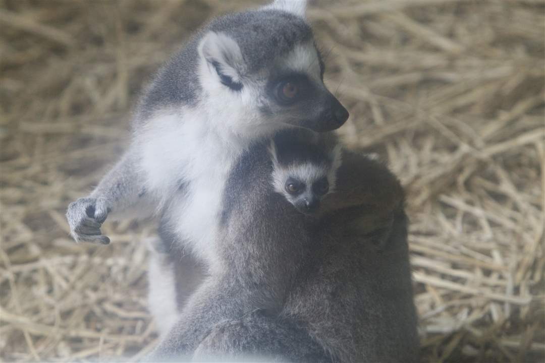 fanta-baby-lemur