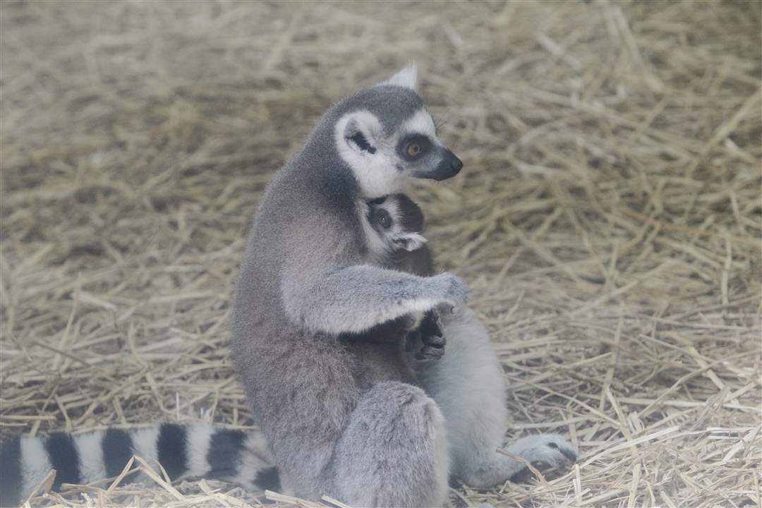 fanta-holds-baby-lemur