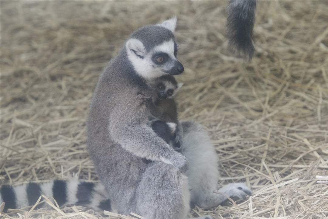 lemur-and-baby