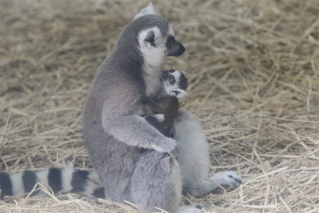 mother-and-baby-lemur