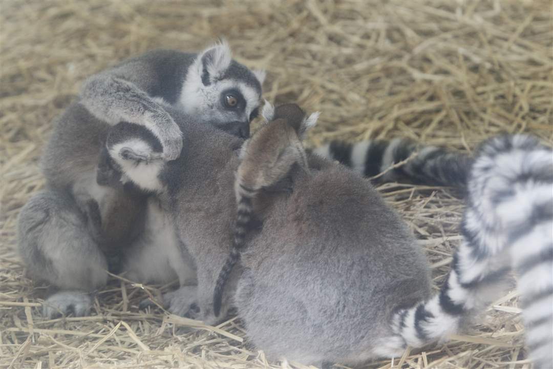 oliver-and-fresca-baby-lemur