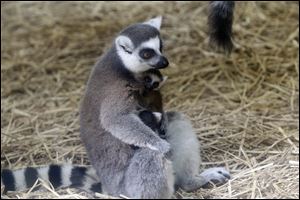 A lemur at the Toledo Zoo holds its 2-week-old offspring. The zoo’s 5-year-old twin lemurs, Fanta and Fresca, who arrived in Toledo last summer from the Duke Lemur Center in North Carolina, both bore young. Fanta had a single birth April 7; Fresca had twins April 8. When the offsprings’ genders are determined, names will be announced. Lemurs grow to almost 5 pounds.