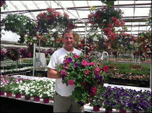 Mike Abernathy, general manager for Whiteford Greenhouse in Sylvania Township, holds a hanging basket of flowers inside Whiteford Greenhouse. Hanging baskets are a good April option for gardeners.