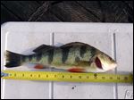  Mark St. John has been growing several perch in the 15-inch range in his pond in Northwood. It is also stocked with bass and blue gills.