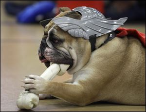 Thor Flynn Dog of Thunder, owned by Brian Flynn, of Pleasant Hill, Iowa, chews on a bone during the 33rd annual Drake Relays Beautiful Bulldog Contest in Des Moines, Iowa. The pageant kicks off the Drake Relays festivities at Drake University where a bulldog is the mascot.