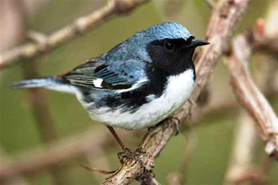 nbr-black-throated-blue-warbler