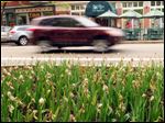  Stems are the only thing left of many of the tulip beds along 8th Street in Holland, Mich.