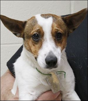 ‘Scrappy,’ male Jack Russell mix, 633